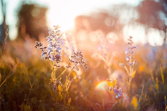 Detail of Purple Flowers in Sunlight