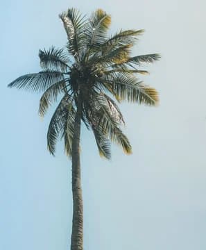 Tall Skinny Palm Tree Against the Sky