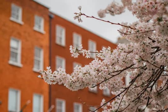 White Flowers on Trees and Red Brick Buildings