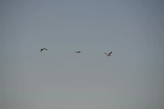 Birds Flying in Clear Skies