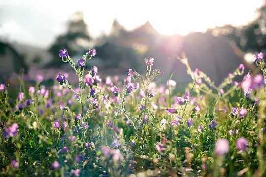 Field of Wildflowers