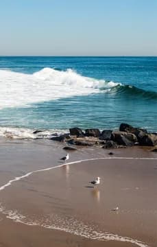 Asbury Park USP Crop
