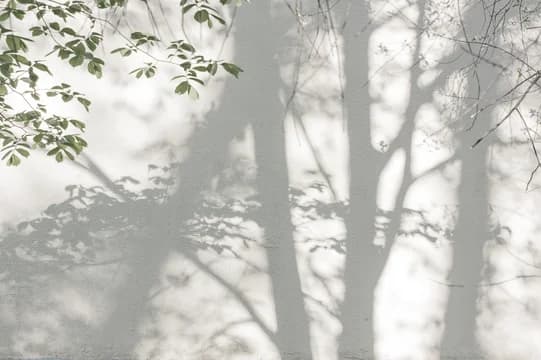 Tree Shadows on Wall